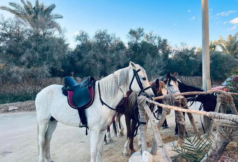 هتل Aghurmi Siwa Ecolodge & Salt Cave