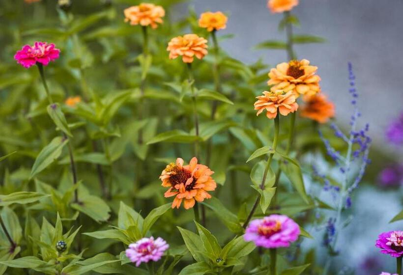 הוסטל The Village Inn