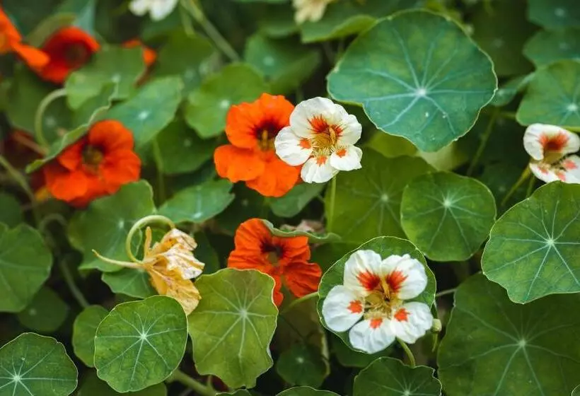 Retkeilymaja The Village Inn