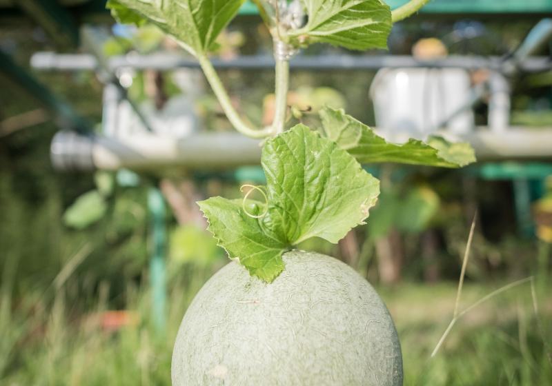 ホテル Sijori Resort Batam