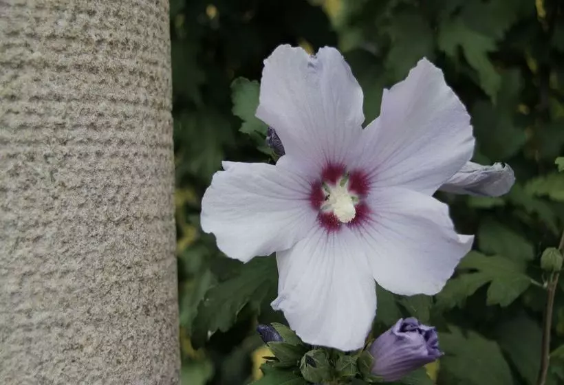 Venice Country Apartments