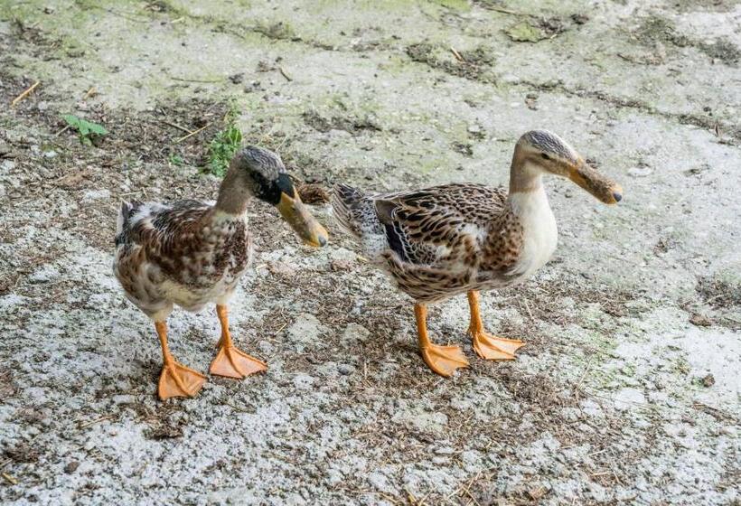 ホテル Bio Bauernhof Schweizerhof