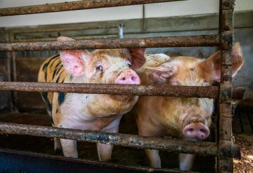 ホテル Bio Bauernhof Schweizerhof