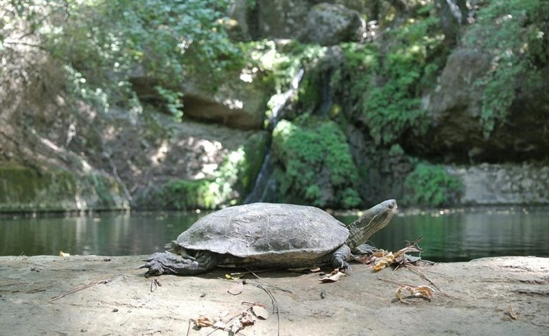 Отель Orion Houses
