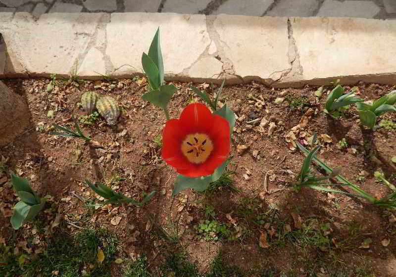 هتل روستایی Niki S House