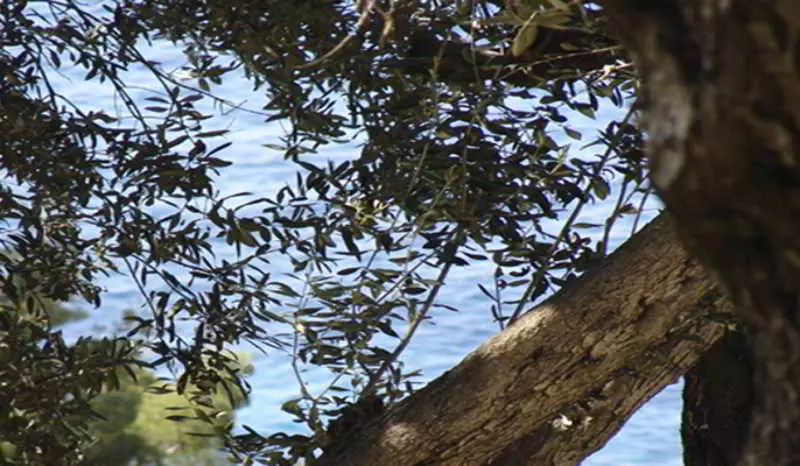 Bonbon Luxury Studio