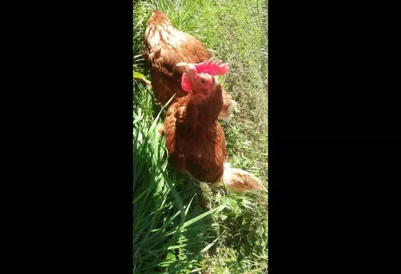 Majatalo Kaiserhaus Harald Astner Ebbs Studio 1