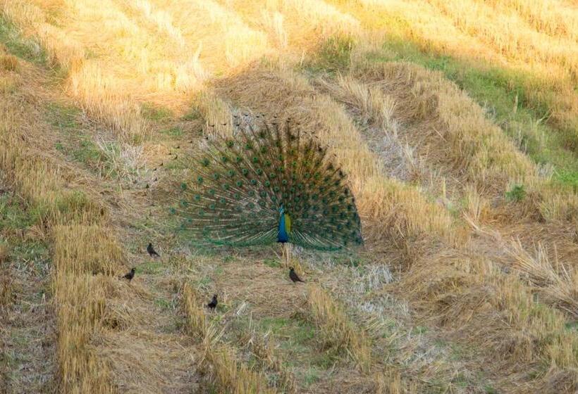 Camellia Resort And Spa