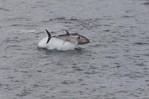 تختخواب و صبحانه Nid De Pie