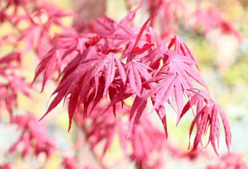 ペンション Tubakiann