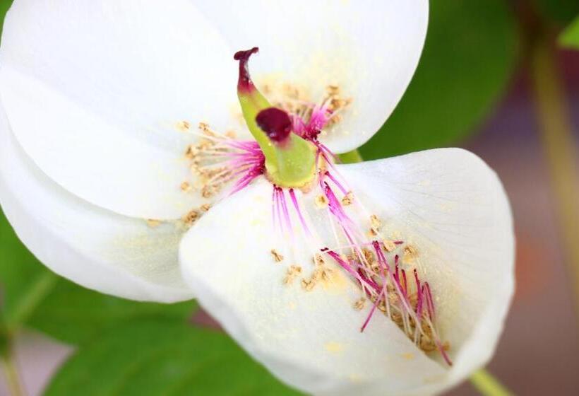 פנסיון Tubakiann