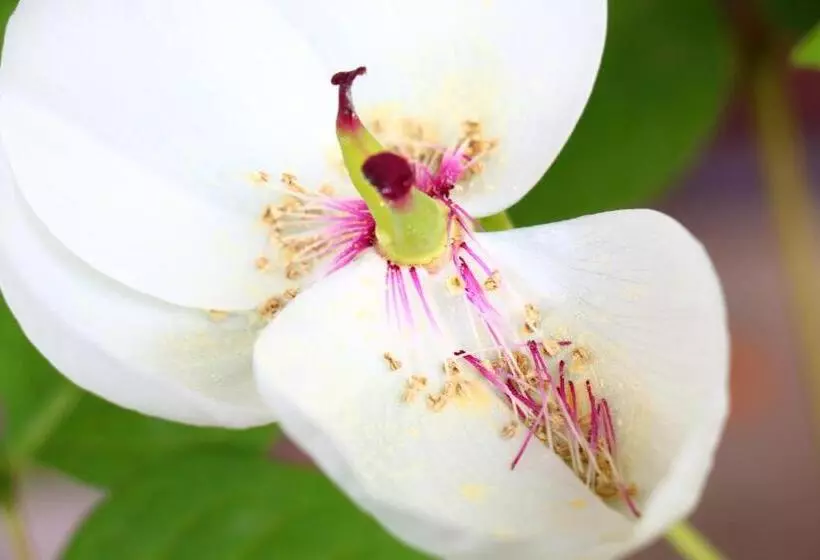 ペンション Tubakiann