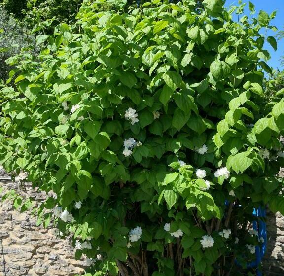 ベッドアンドブレックファースト La Petite Maison De Lingling