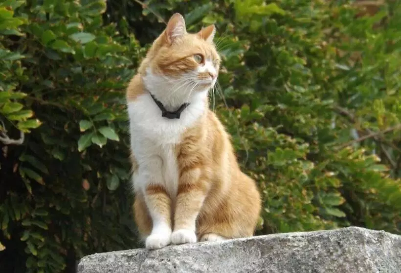 B&b Il Gatto Pescatore