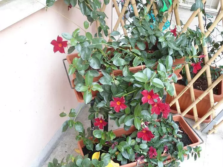 ベッドアンドブレックファースト Altobelli