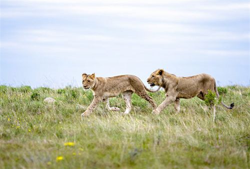בית מלון כפרי Kichaka Lodge
