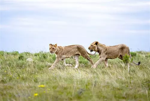 ホテル Kichaka Luxury Game Lodge