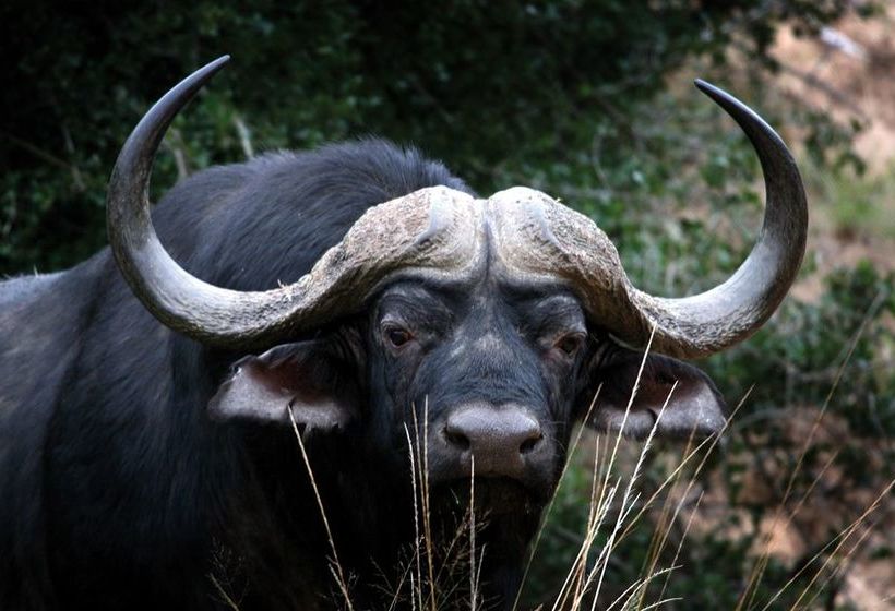 בית מלון כפרי Kichaka Lodge