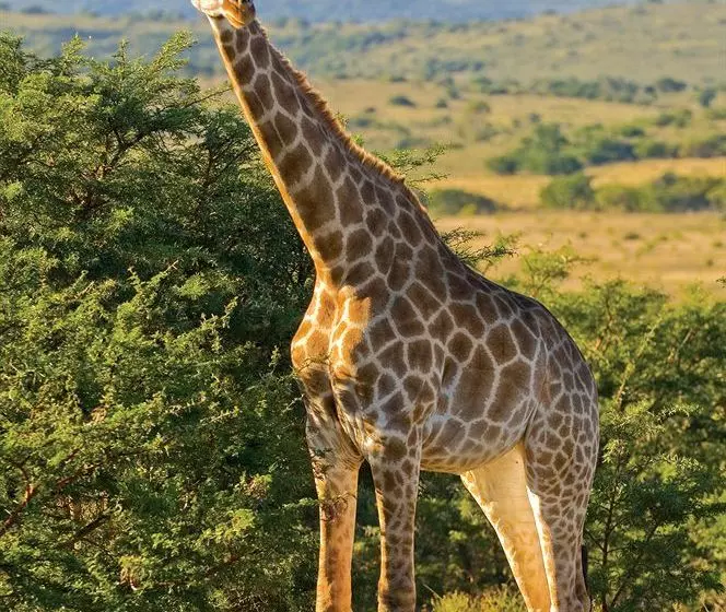 ホテル Kichaka Luxury Game Lodge