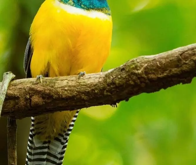 Hotel Lapa Rios Lodge By Böëna