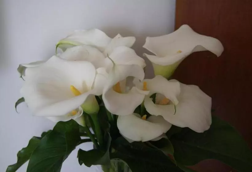 Il Grillo Di Firenze B&b