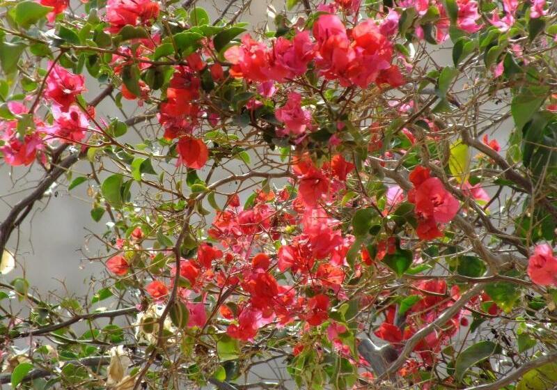 בית מלון כפרי Kira S Boutique