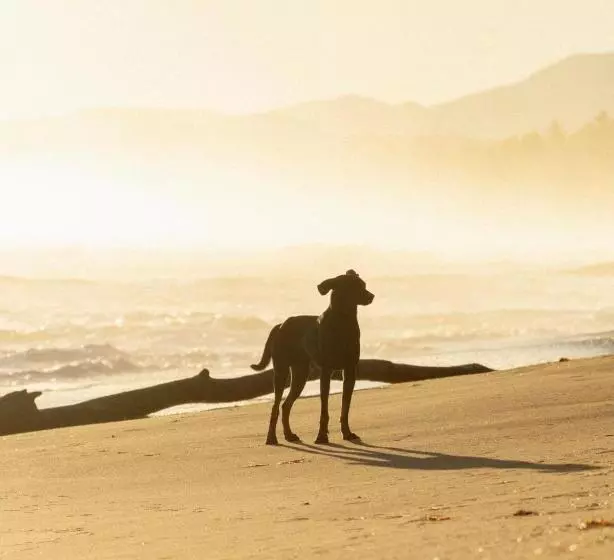 Hotelli Las Canas Beach Retreat