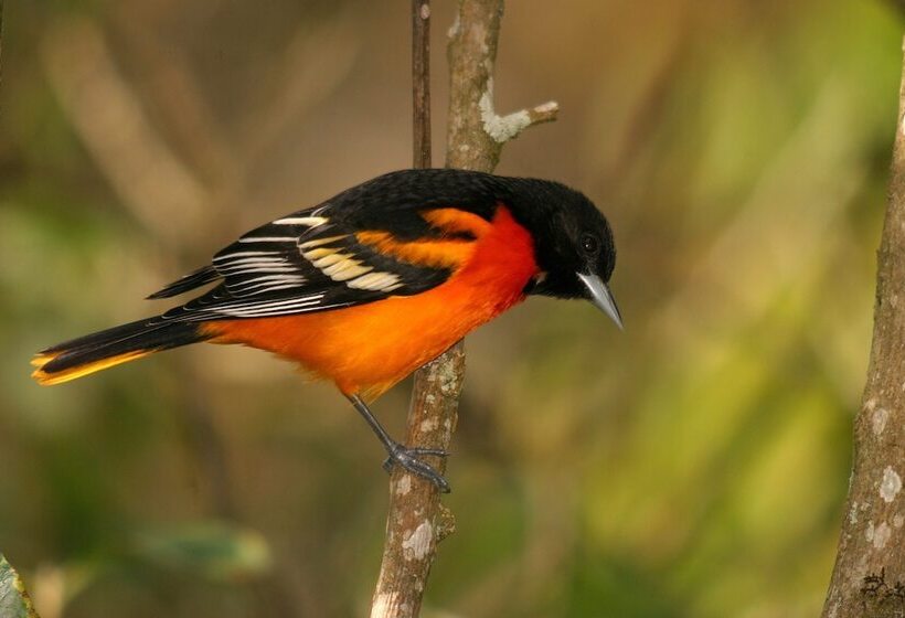 酒店 Yatama Ecolodge Sarapiqui