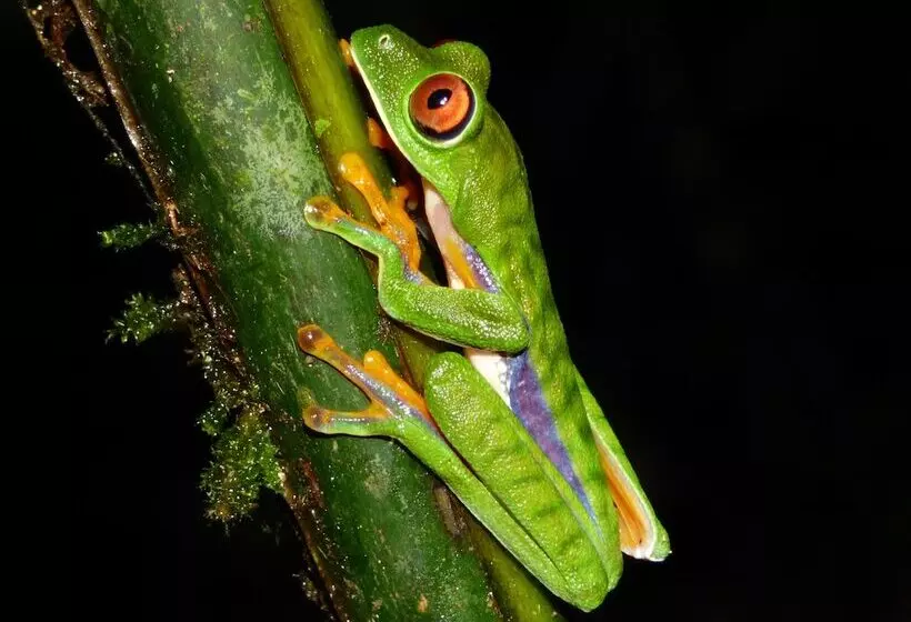ホテル Yatama Ecolodge Sarapiqui