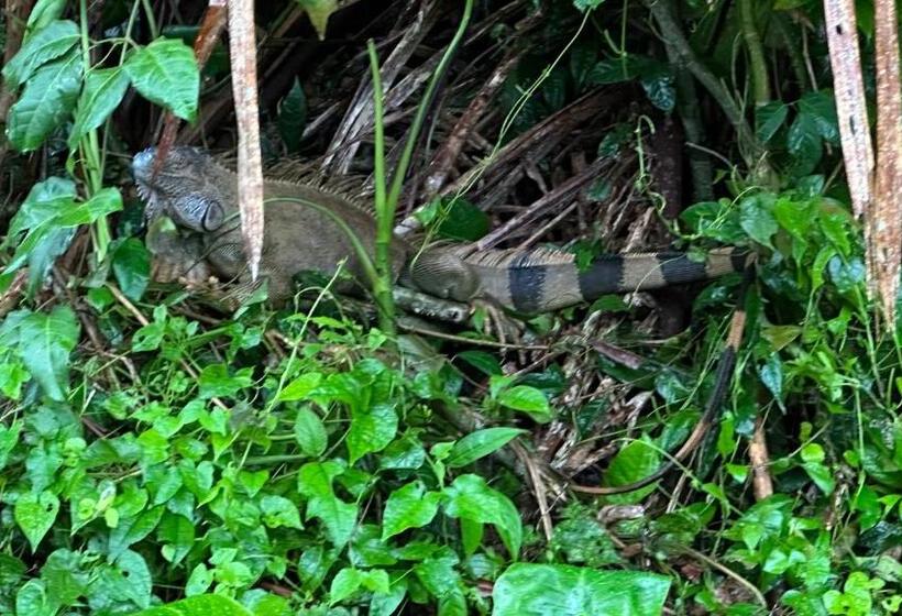 پانسیون Natural Experience House