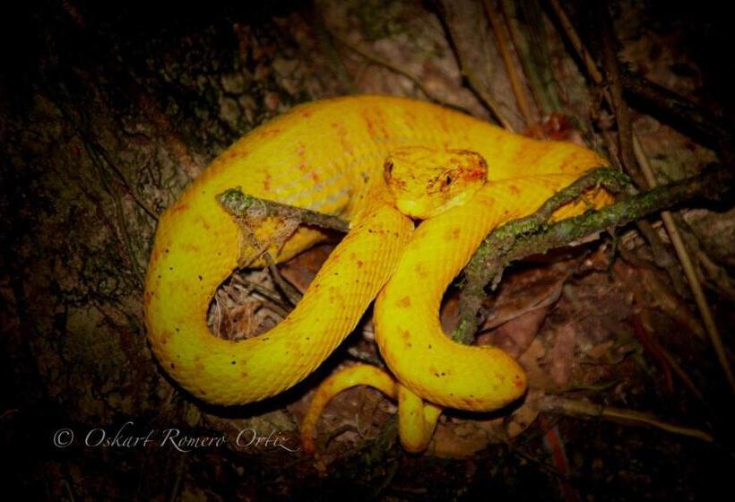 پانسیون Natural Experience House