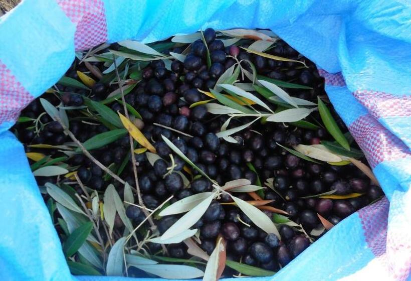 مبيت وإفطار Jake S Place