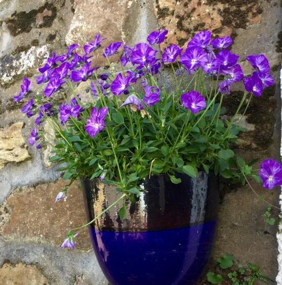 Pensiune Honeypot Guest House