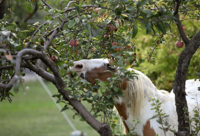 住宿加早餐 Locanda Dei Cinque Cerri