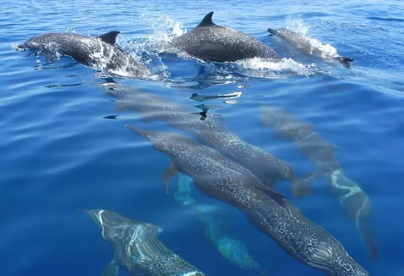 هتل Jinetes De Osa