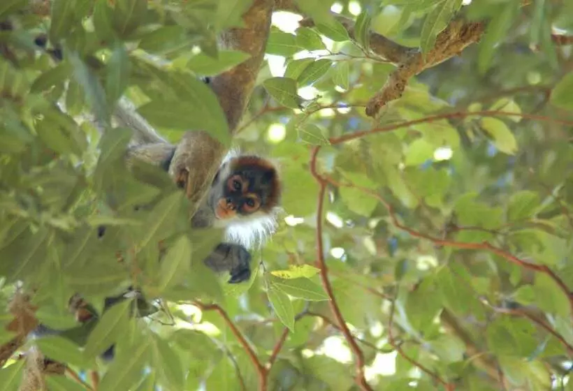 هتل Jinetes De Osa