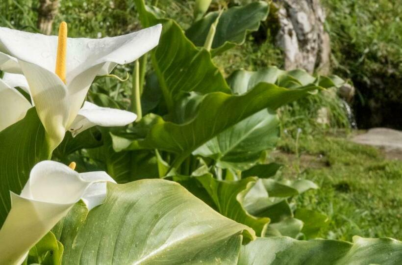 ユースホステル Alojamiento Covadonga