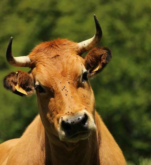 ユースホステル Alojamiento Covadonga