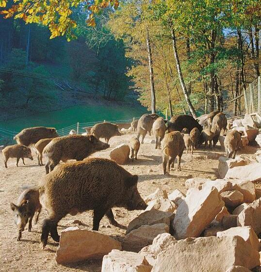 ユースホステル Gasthof Und Pension Zur Frischen Quelle