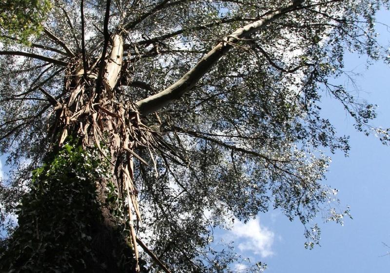 Garden Cottage At Fern Falls Cottages