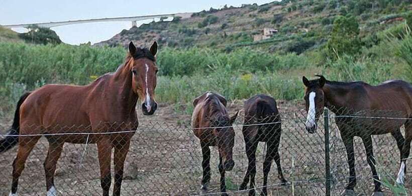 فندق فئة نجمة واحدة Casale Del Golfo