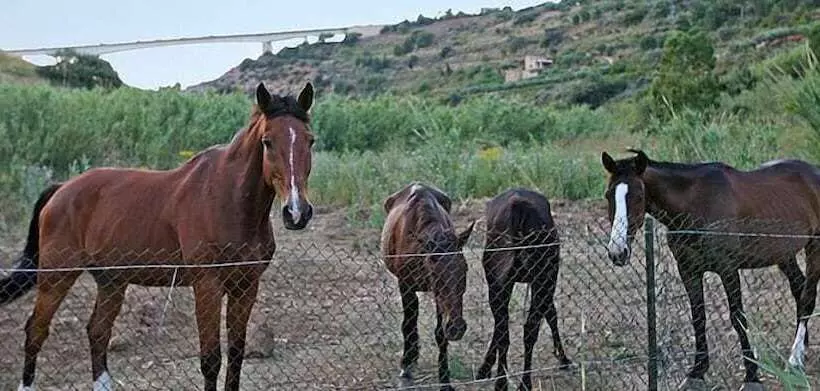 簡易ホテル Casale Del Golfo