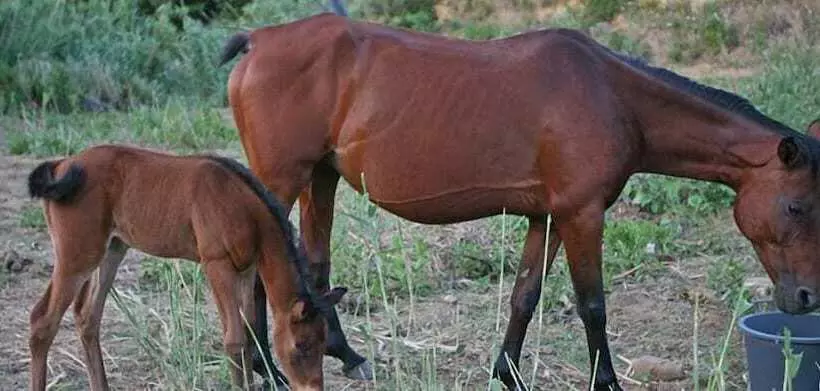 簡易ホテル Casale Del Golfo