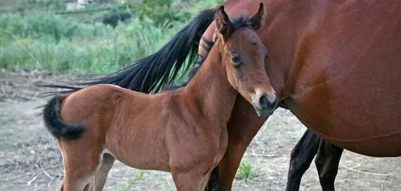 簡易ホテル Casale Del Golfo