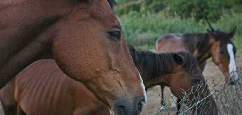 فندق فئة نجمة واحدة Casale Del Golfo