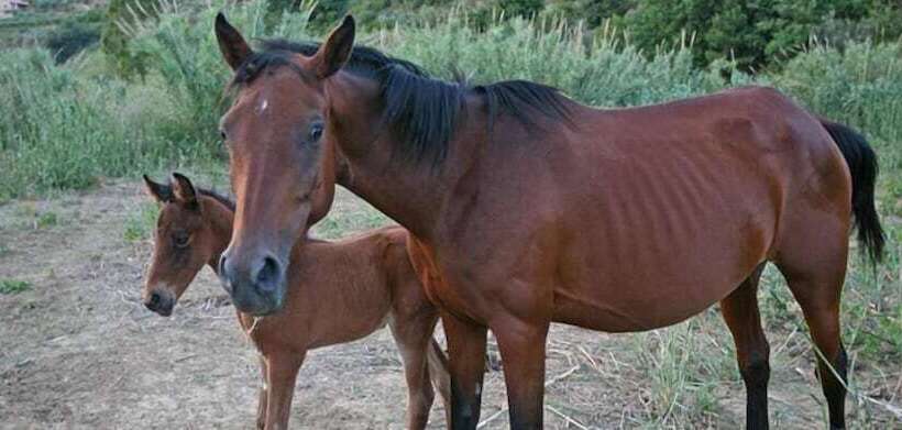 فندق فئة نجمة واحدة Casale Del Golfo