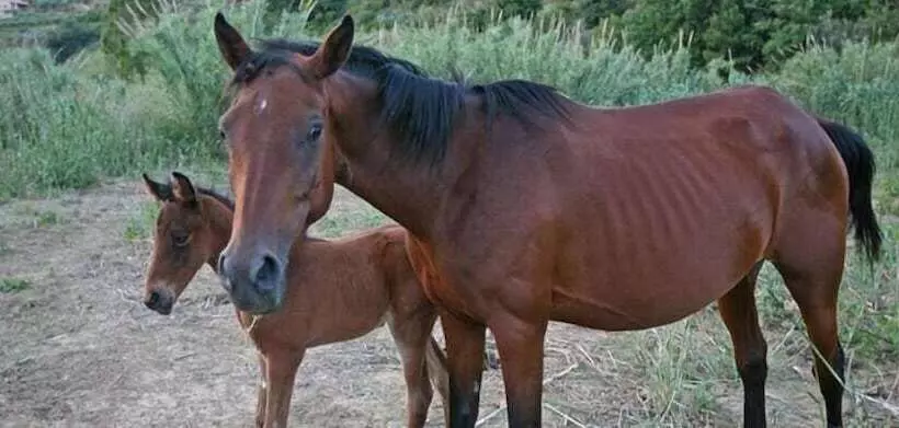 簡易ホテル Casale Del Golfo