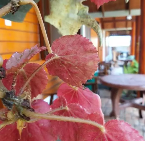 ホテル Dot Bey Beach Cabana