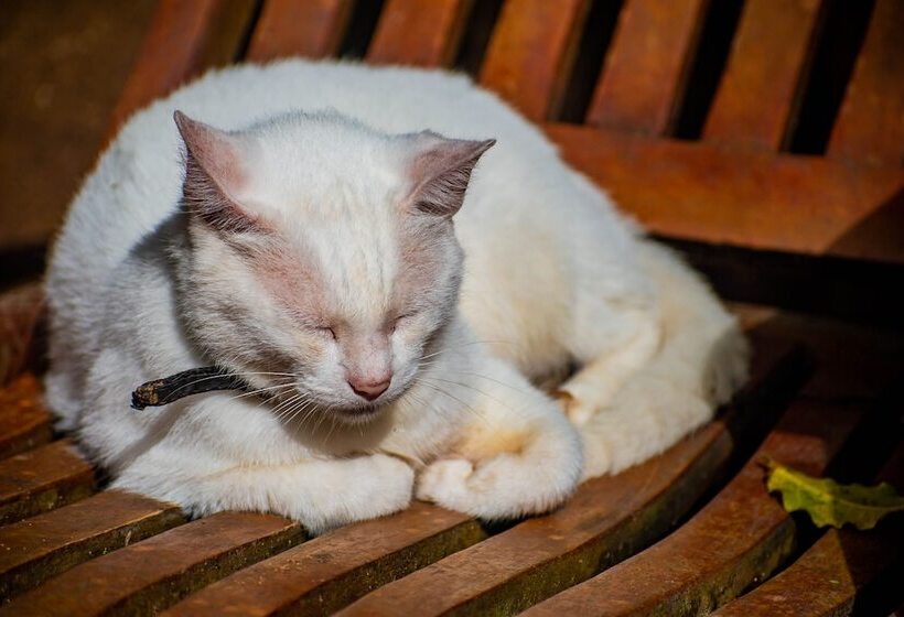 هتل Chalé Ouro Verde