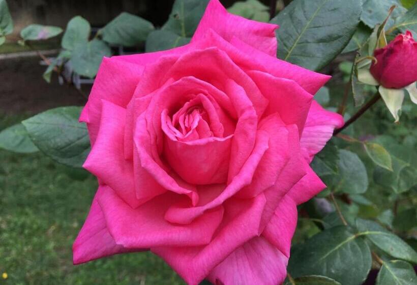 تختخواب و صبحانه La Maison De Triboulet Chambres Et Table D Hôtes  Amboise